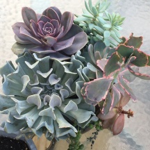 My succulents are getting so big! Repot soon?